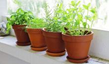 Consejos y trucos para tener tu propio huerto de plantas aromáticas